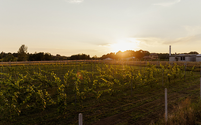 gdzie kupić wino - winnica złota