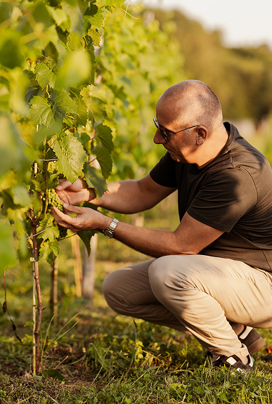 o winnicy - winnica złota