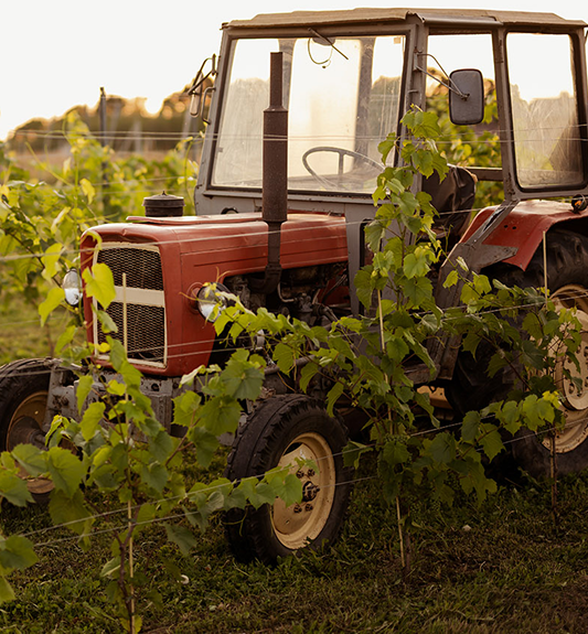 o winnicy - winnica złota