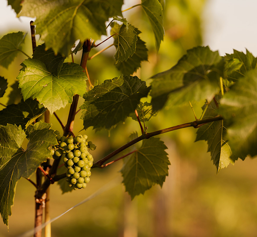 gdzie kupić wino - winnica złota